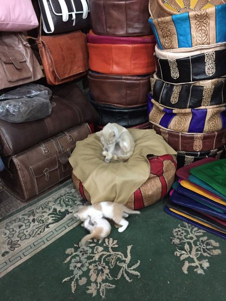 Leather store, Fes, Morocco