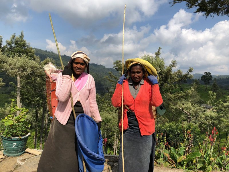 Tea leaf pickers, Pedro Estate, Nuwara Eliya, Sri Lanka