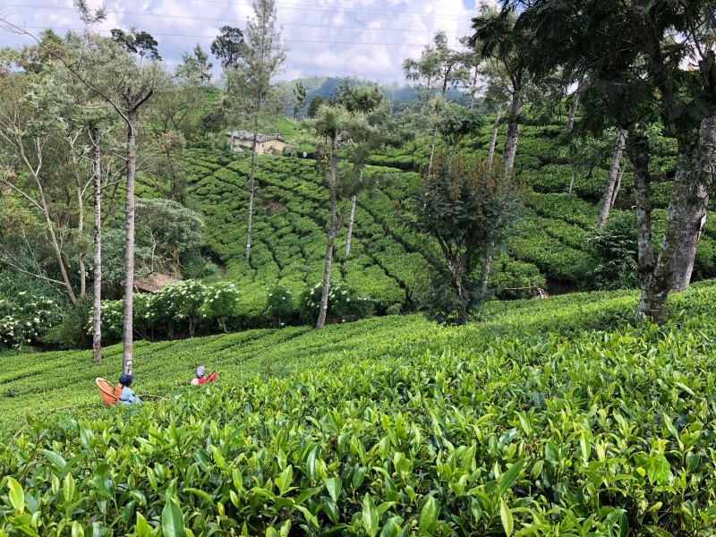 Tea Plantations, Nuwara Eliya, Sri Lanka