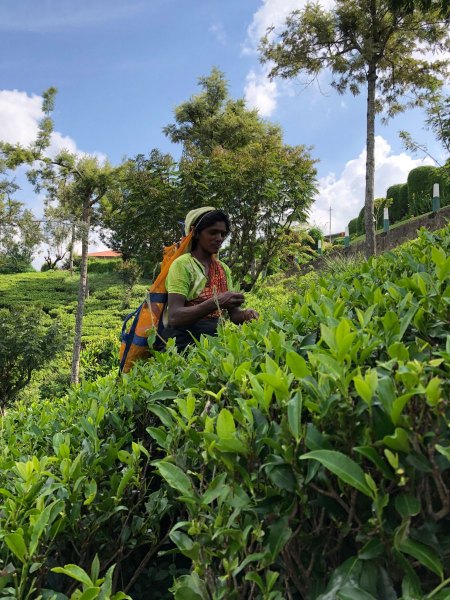 Tea leaf picker, Pedro Estate, Nuwara Eliya, Sri Lanka