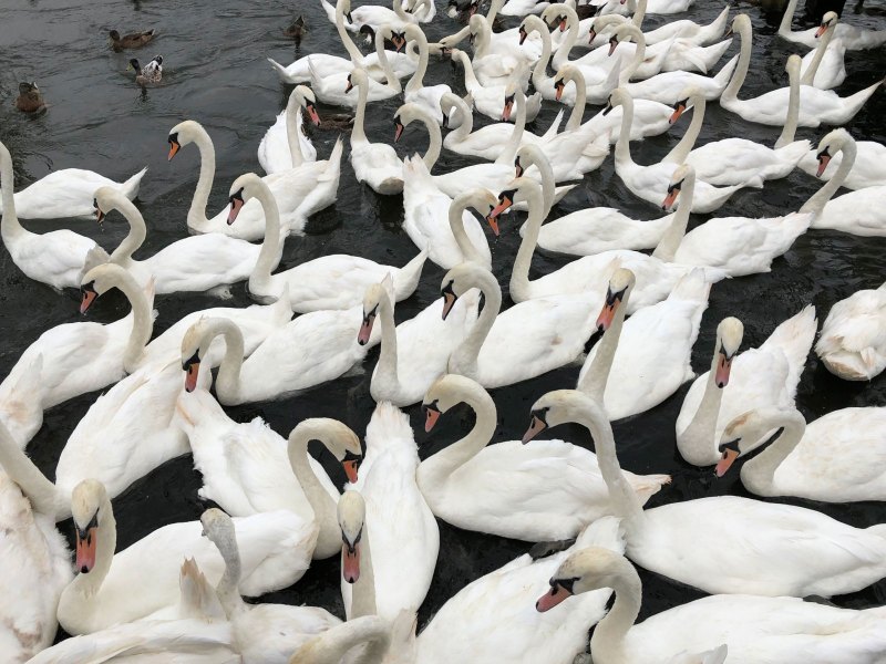 Swans on the River Thames